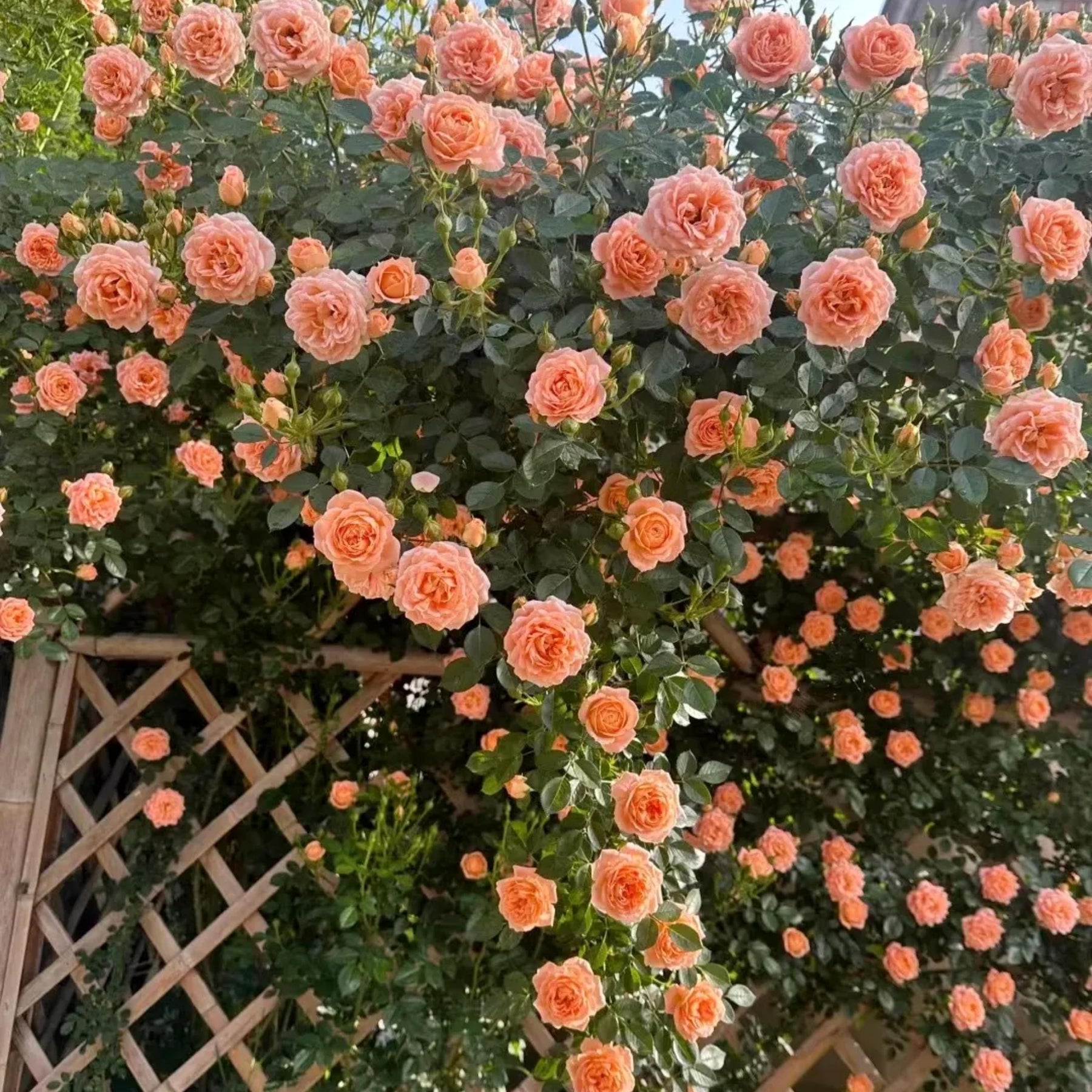 Light Orange Climbing Rose Seeds for Planting - Heirloom & Non-GMO Seeds for Home Garden, 100 - Orange for planting in home garden